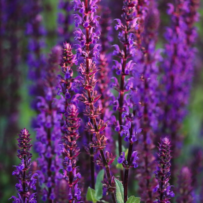 Salvia miltiorrhiza seeds