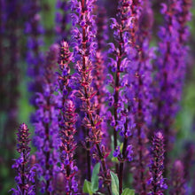 Red Sage Seeds