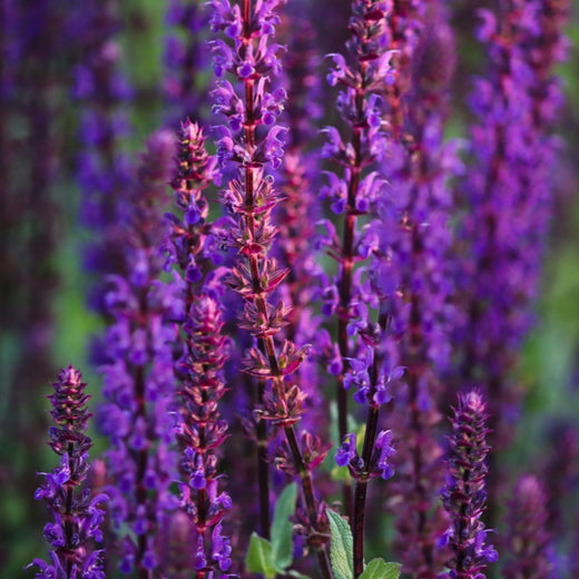 Red Sage Seeds