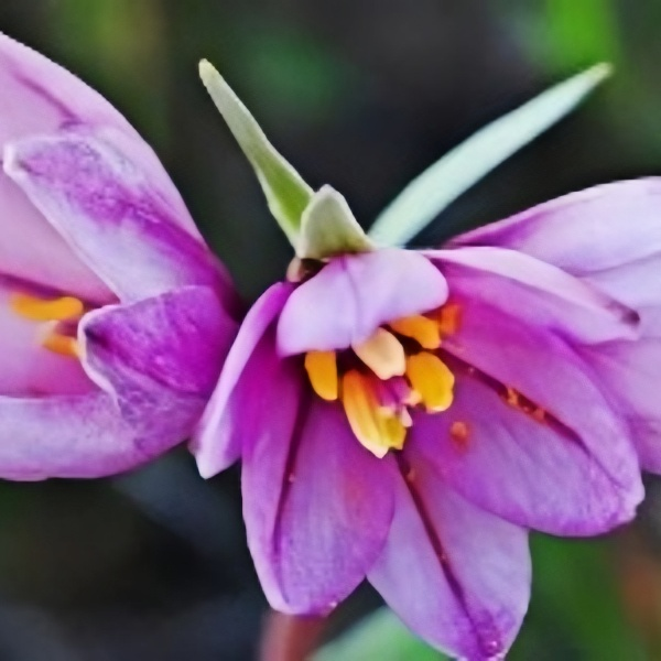 Fritillaria Bicolor Seeds Up to 50%