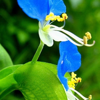 Blue-Eyed Mary Flower Seeds up to 50%