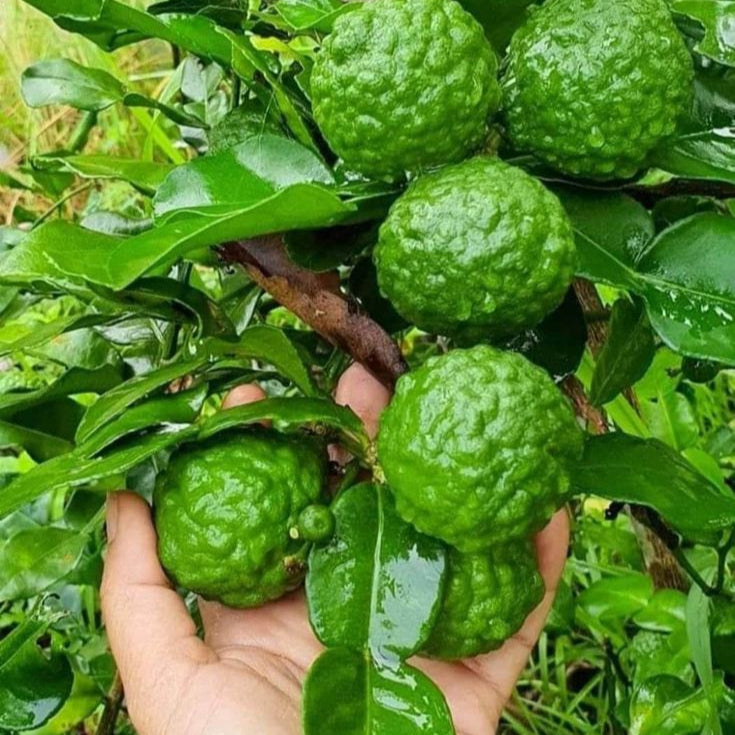 Thai Kaffir Lime Seeds Up to 50% Off