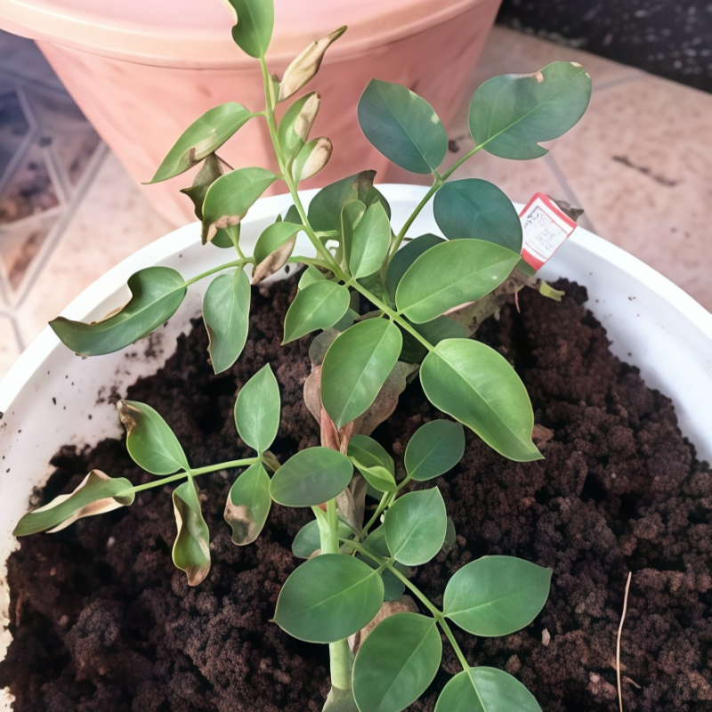 Rainbow Rose Seeds Up to 50%