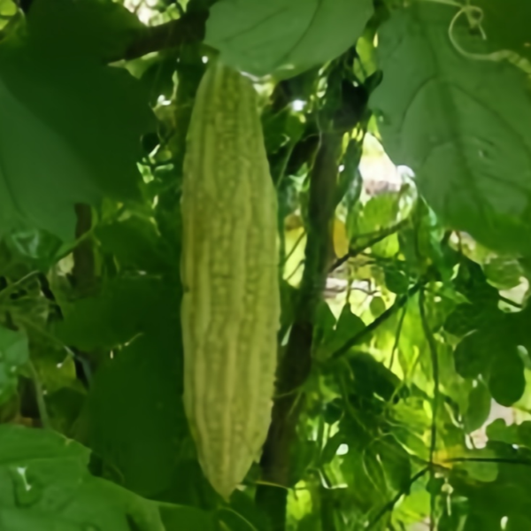 Bitter Melon Seeds for Planting