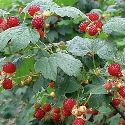 Thimbleberry Seeds