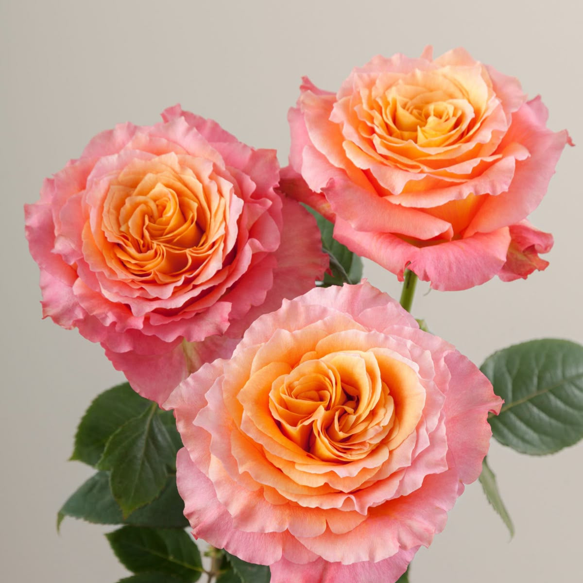 Orange Desert Rose Seeds prime day up to 50%