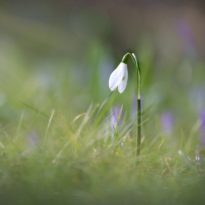 Snowdrop Seeds up to 50%