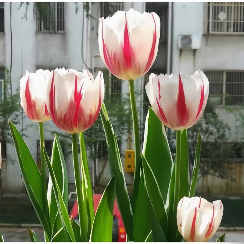 Tulip Bulbs - Happiness