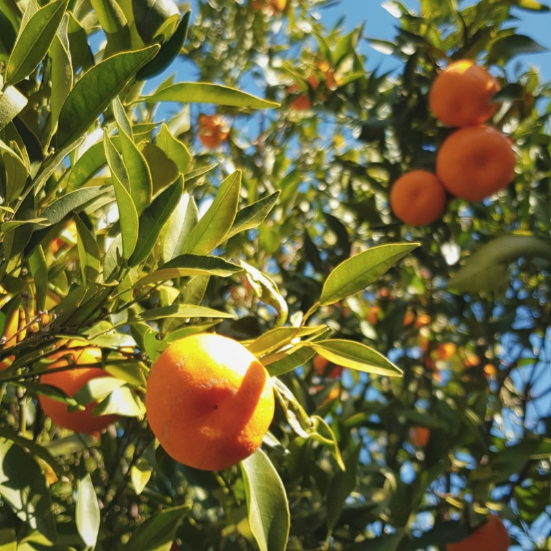 Mandarin Orange Seeds up to 50%