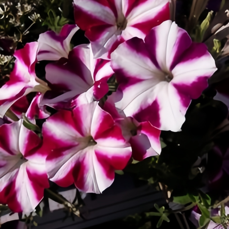 Petunia Hybrida Seeds - Purple And White Stripes Larger Packet High Germination 360-1800 Onsaleseeds