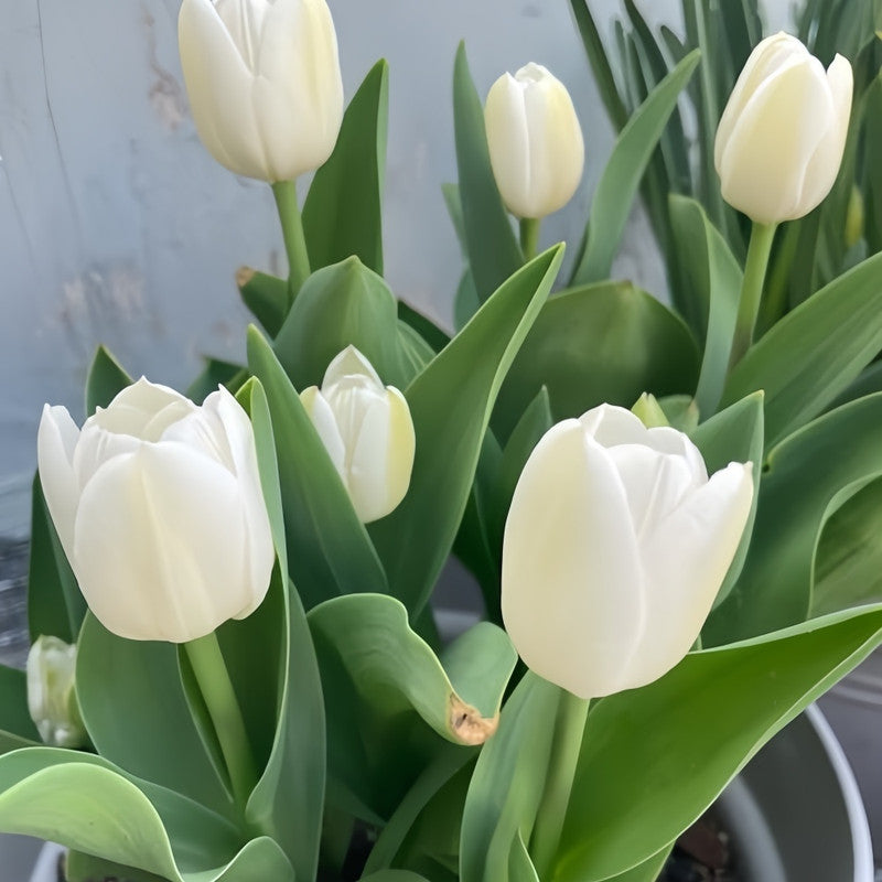 Tulip Bulbs - White Prince