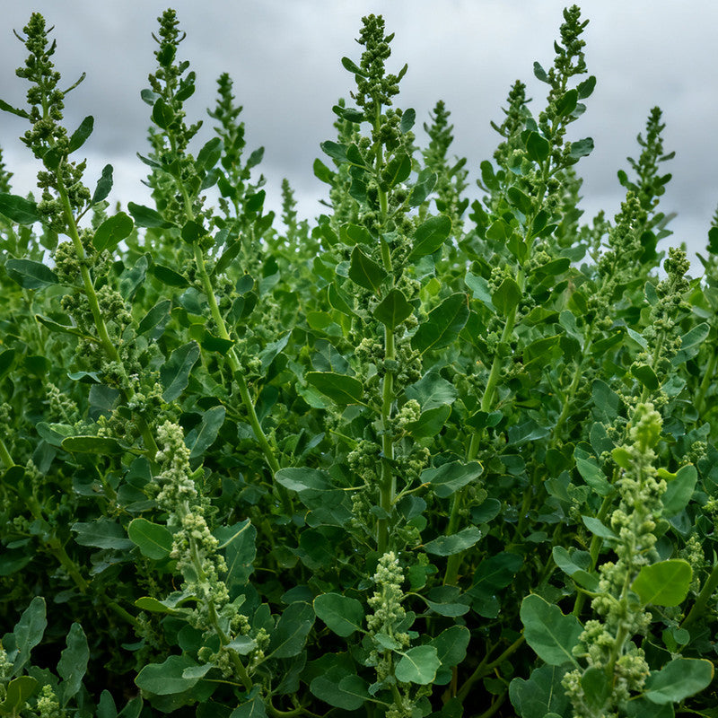 Atriplex Horuensis Seeds Green up to 50% Large Pack · 2600-260000 Seeds