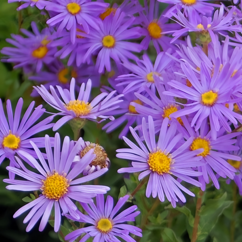 Aster Seeds - Snowy Blue Larger Packet High Germination 4000-10000 Onsaleseeds
