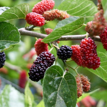 Mulberry Tree Seeds