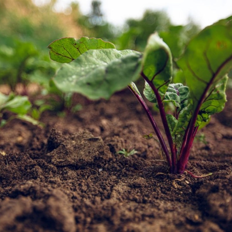 Beet Seeds up to 50%