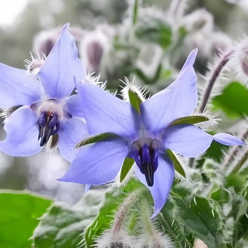 Borage Seeds - Blue Larger Packet High Germination 2000-10000 Onsaleseeds