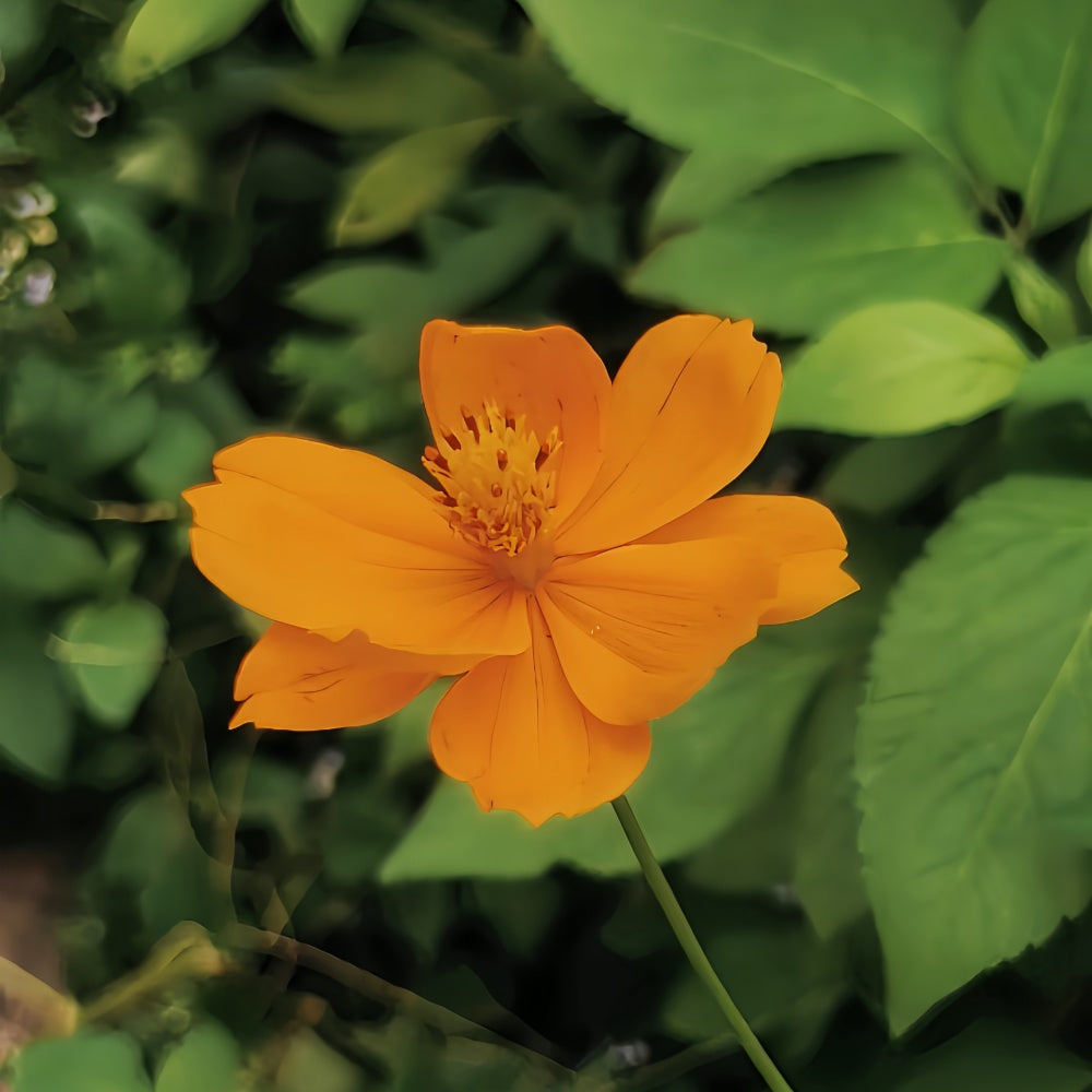 Cosmos Bipinnata Seeds - Mix Larger Packet High Germination 1600-4800 Onsaleseeds