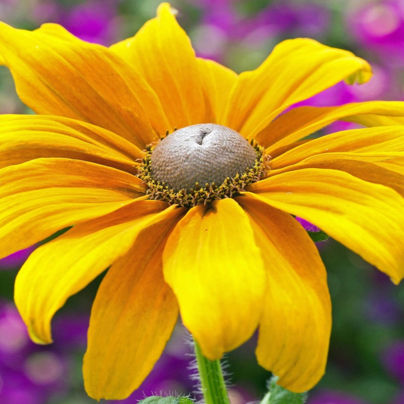 Black-Eyed Susan Seeds