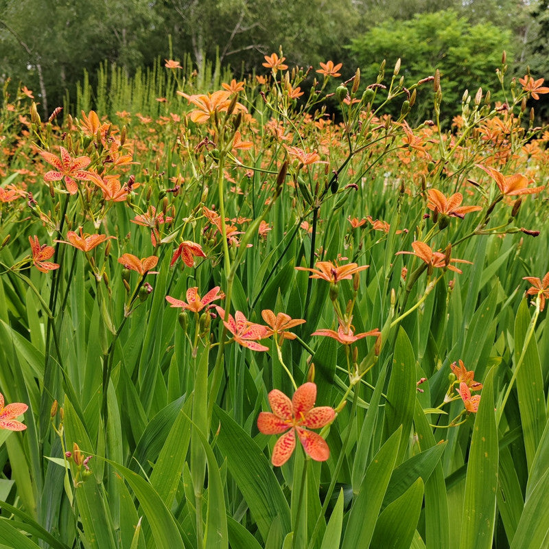 Belamcanda Chinensis (L.) Redout Seeds - Larger Packet High Germination 500-2500 Onsaleseeds