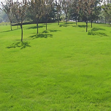 Unhulled Grass Seed