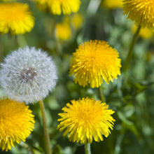 Dandelion Seeds