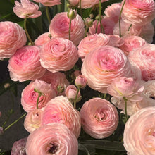 Ranunculus Seeds
