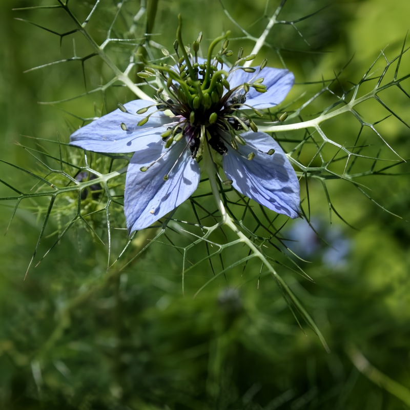Love In A Mist Seeds - Light Purple Larger Packet High Germination 4000-20000 Onsaleseeds