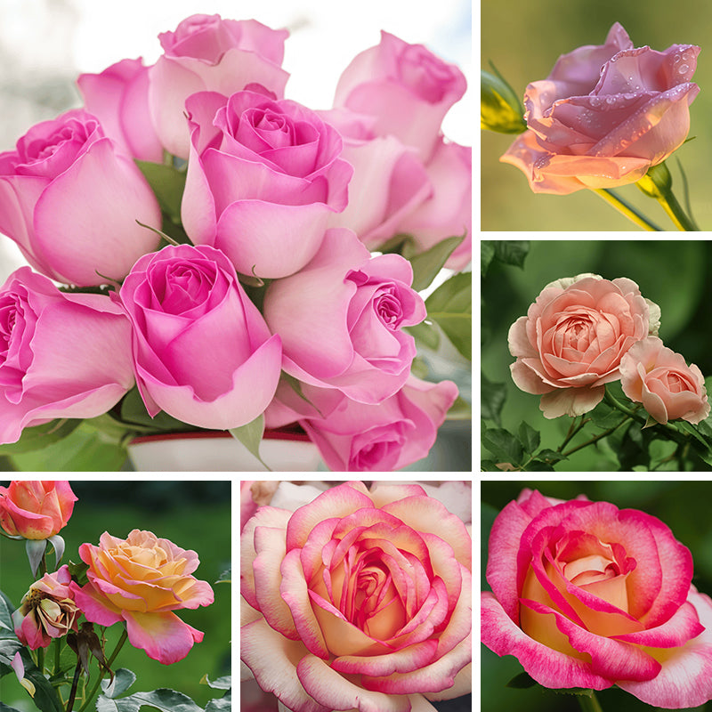 Pink Rose Seeds Up to 50%