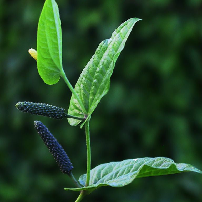 Piper Longum Long Pepper Vegetable Seeds – Spicy Climbing Vine – Up to 50%