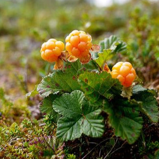 Cloudberry Seeds