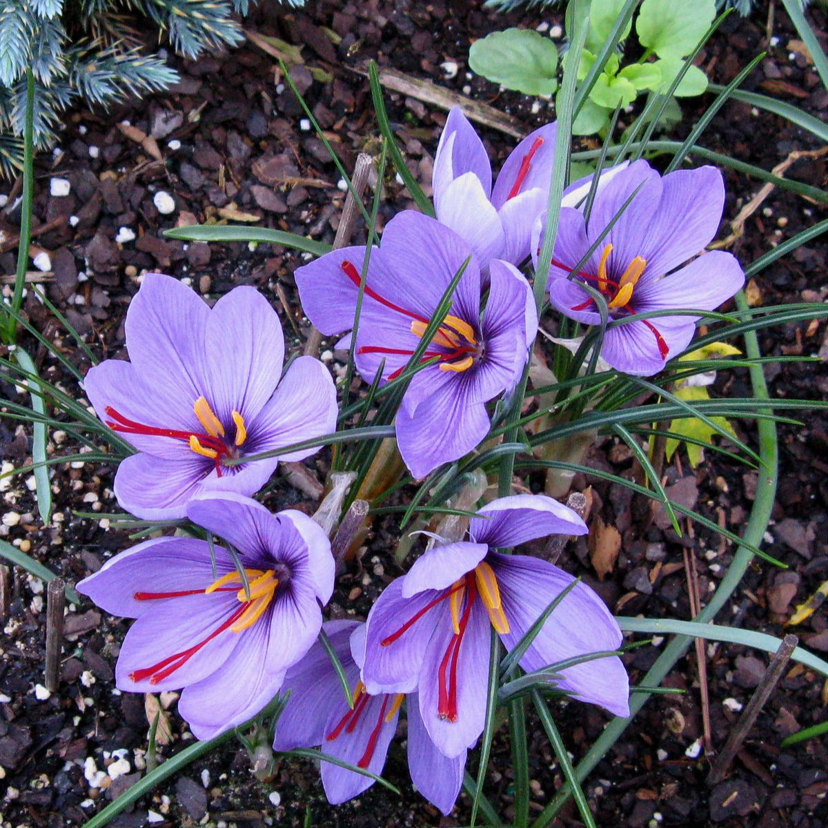 Purple Saffron Flower Seeds – up to 50%