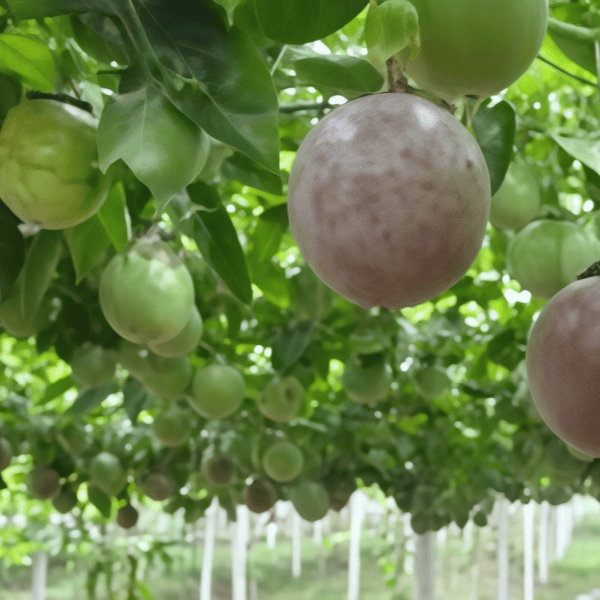 Passion Fruit Seeds up to 50%