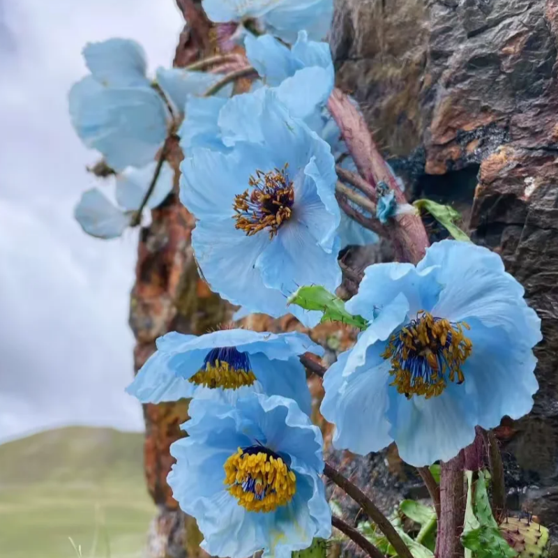 blue poppy seeds planting Himalayan blue poppy seeds up to 50%