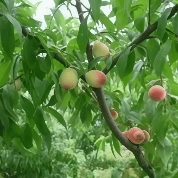 Organic Peach Seeds