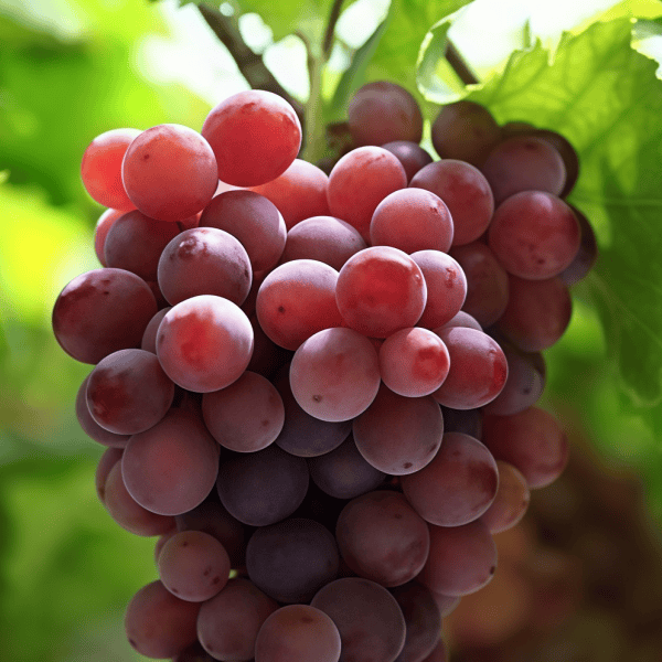 Grape Seeds up to 50%