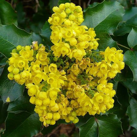 Oregon Grape Holly Seeds up to 50%