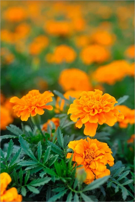 Calendula Seeds - Orange Larger Packet High Germination 2000-10000 Onsaleseeds