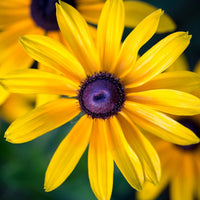 Planting Black Eyed Susan Seeds