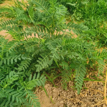 Astragalus Adsurgens Seeds