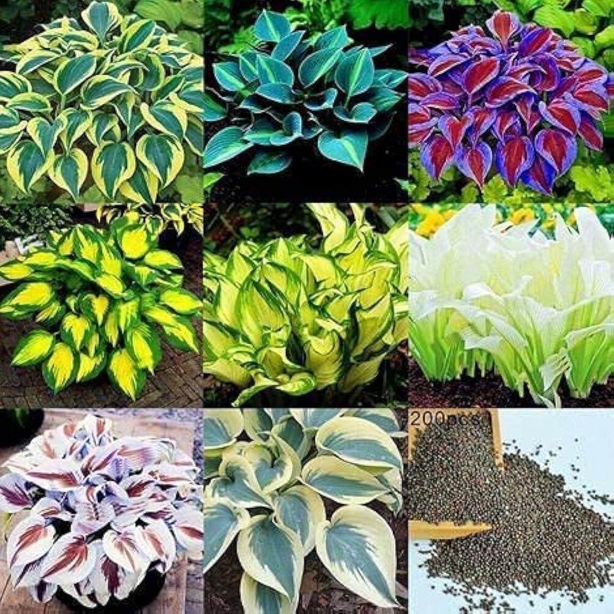 Mixed Hosta Plant Seeds – prime day up to 50%