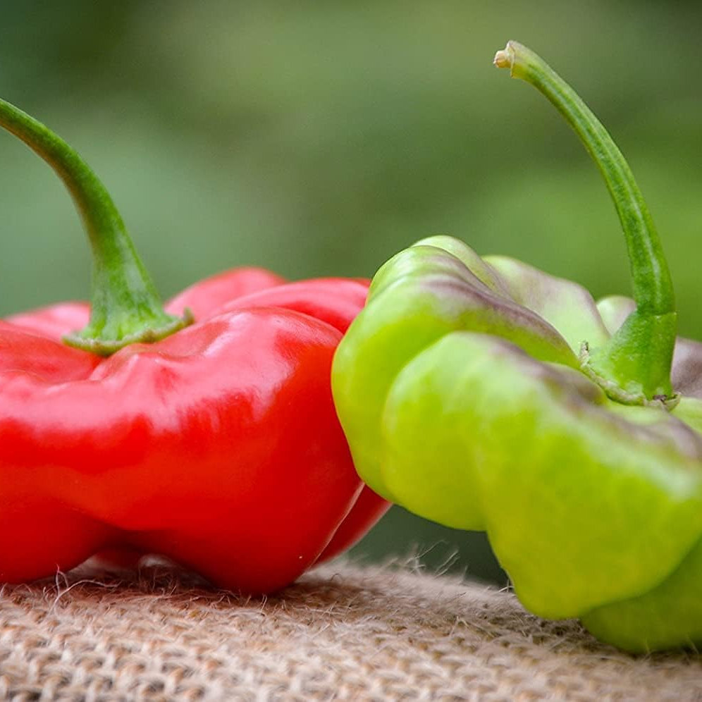 Aji Cachucha Purple Splotched Hot Pepper Seeds– up to 50%