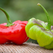 Aji Cachucha Purple Splotched Hot Pepper Seeds