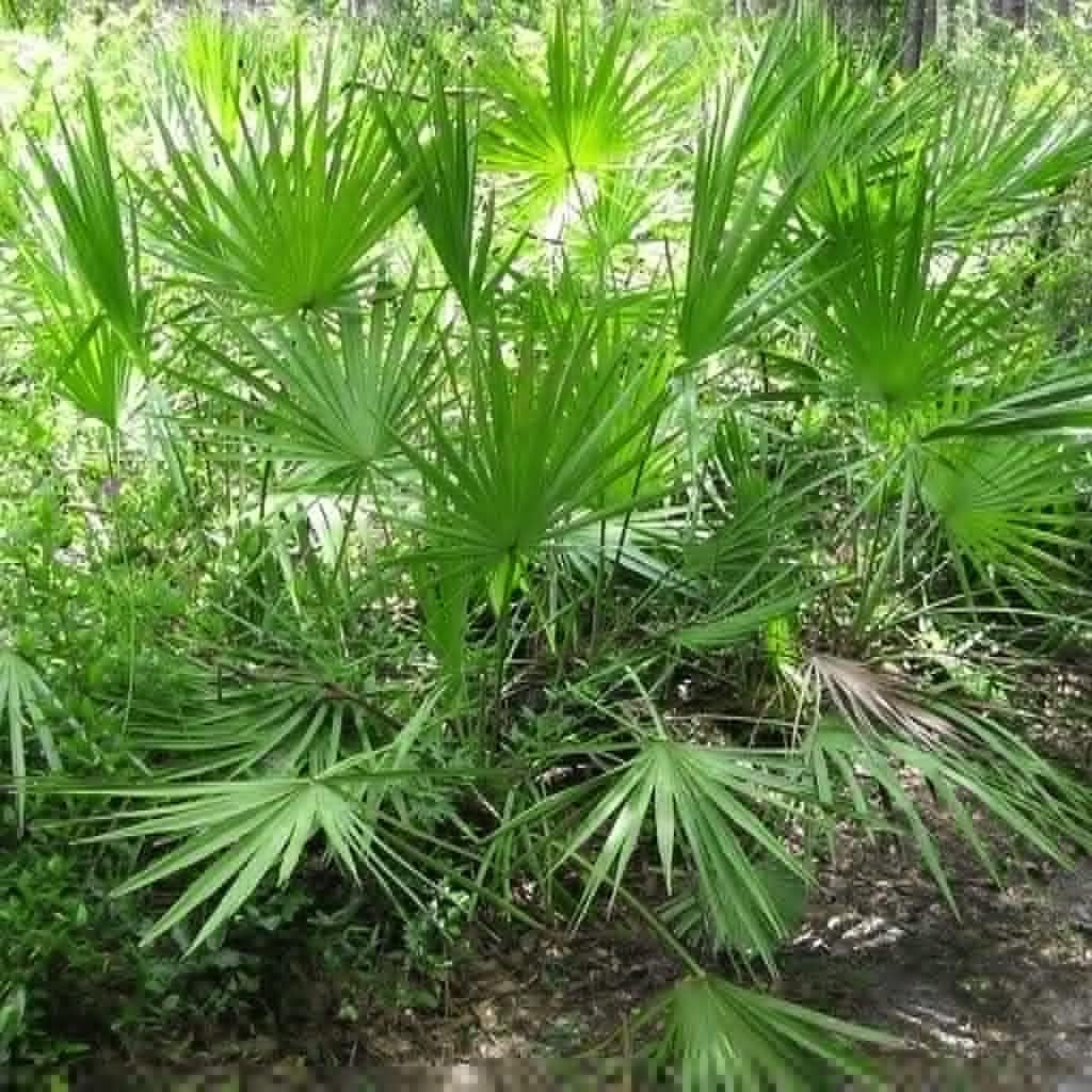 Saw Palmetto Seeds Up to 50%