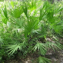 Saw Palmetto Seeds