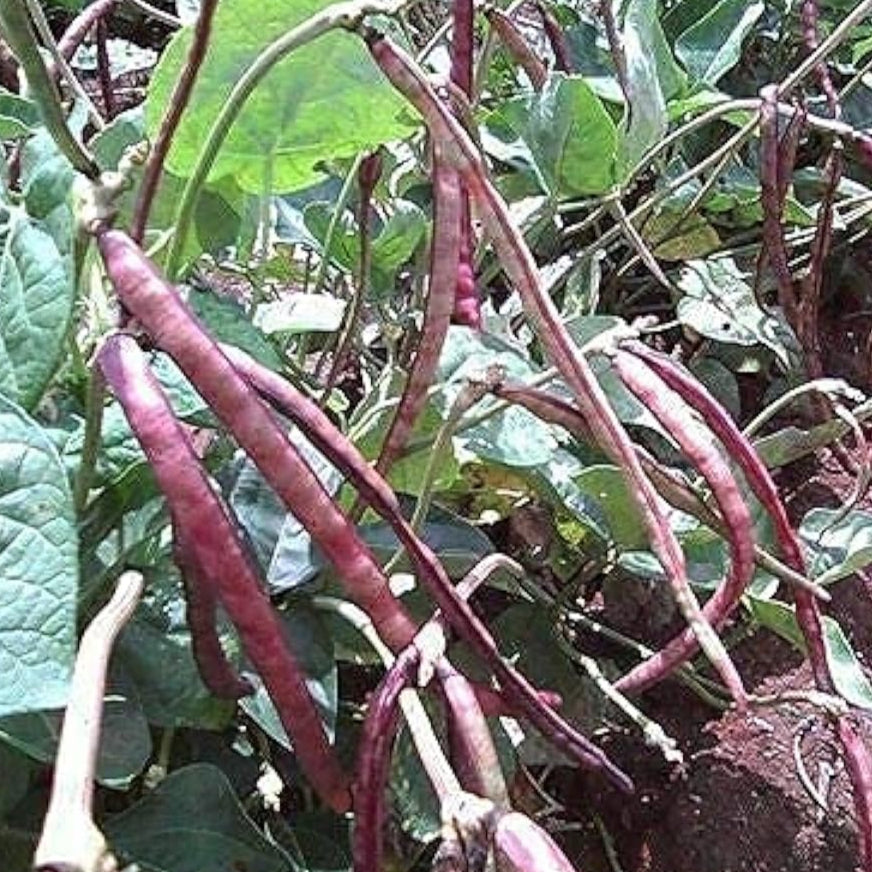 Pinkeye Purple Hull Pea Seeds up to 50%