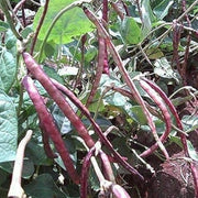 Pinkeye Purple Hull Pea Seeds