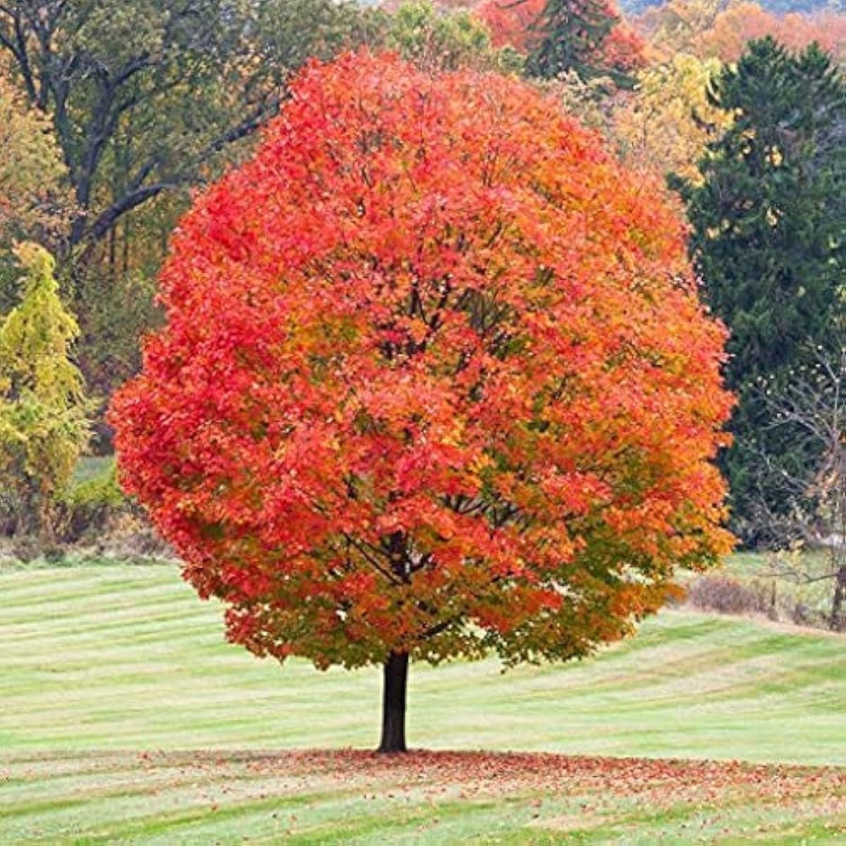 Maple Tree Seeds prime day up to 50%