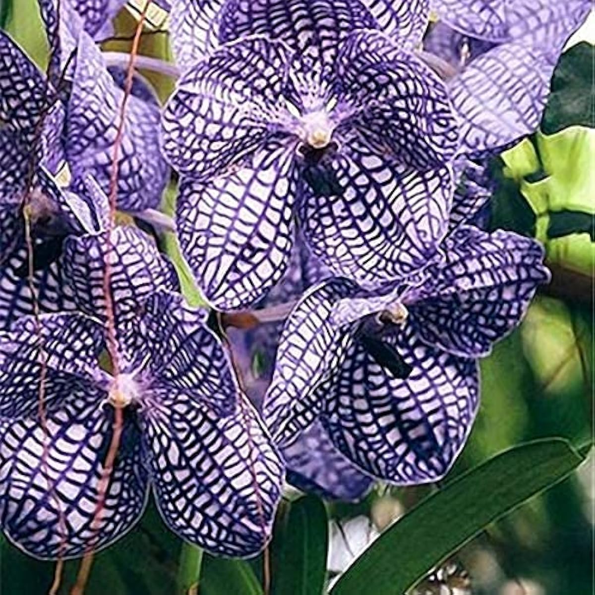 Cymbidium Orchid Seeds – Butterfly Orchid Flowers for Home &amp; Wedding Decoration – Up to 50%