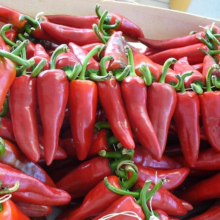 Basque Piment De Espelette Heirloom Spanish Pepper Seeds – Up to 50%