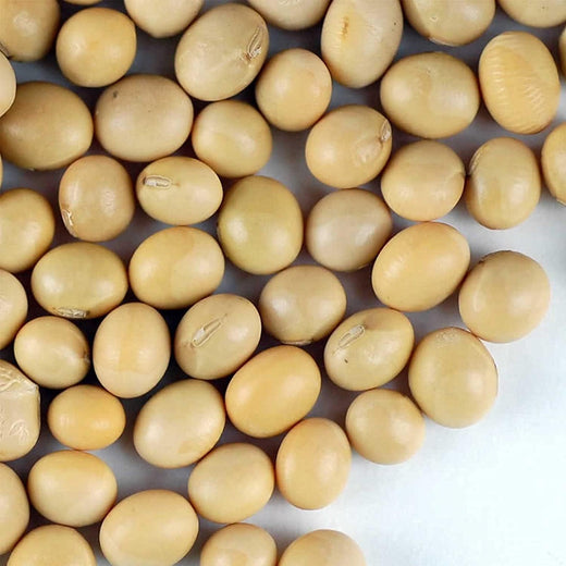 Organic Soybean Seeds